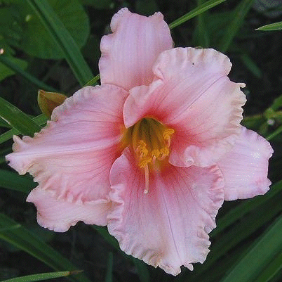 Photo of ARIANA CRYSTAL